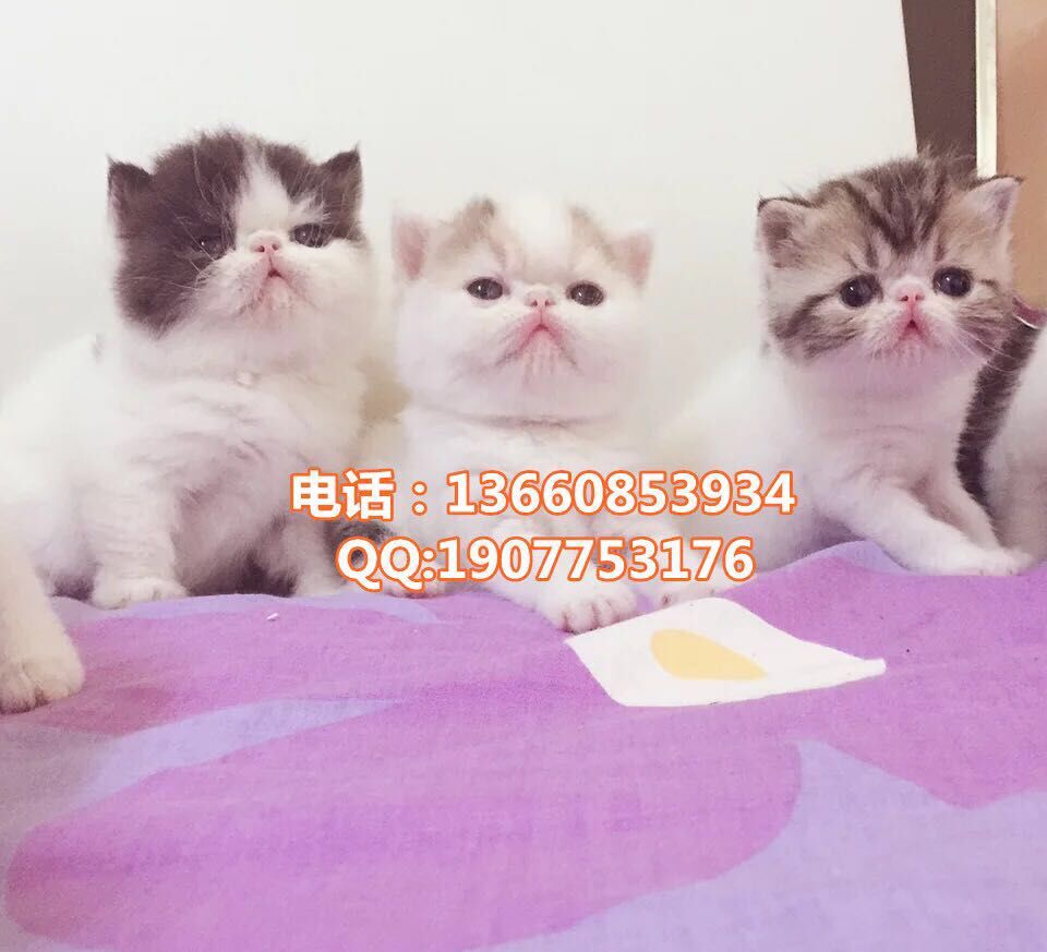 深圳哪里有出售加菲猫 深圳加菲猫一只多少钱