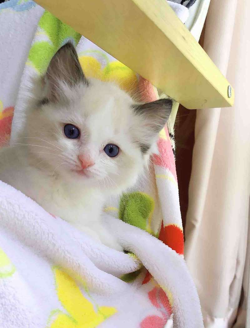 自家繁育纯种布偶猫