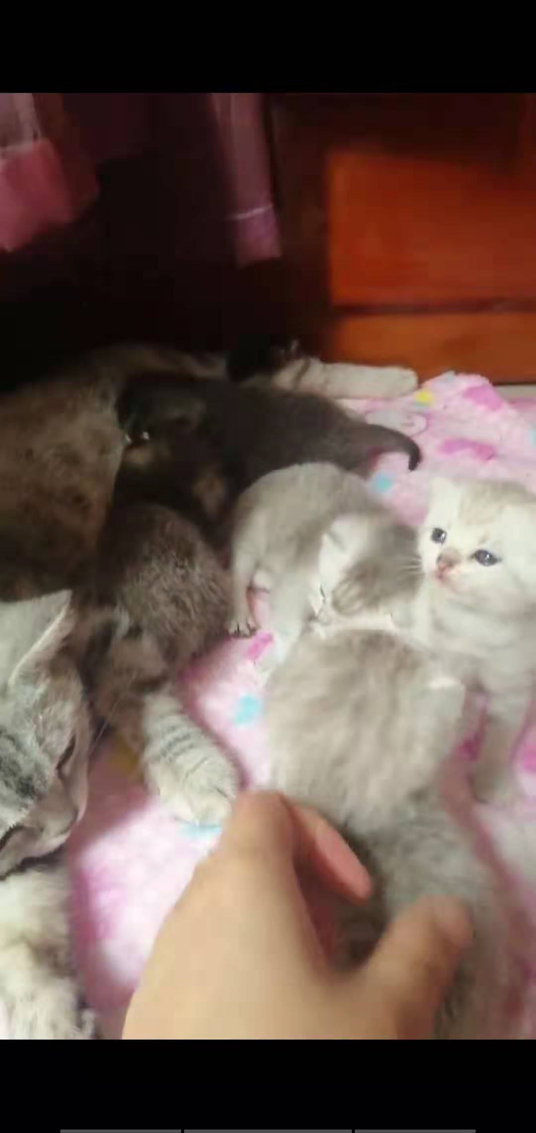 美短渐层幼猫出售