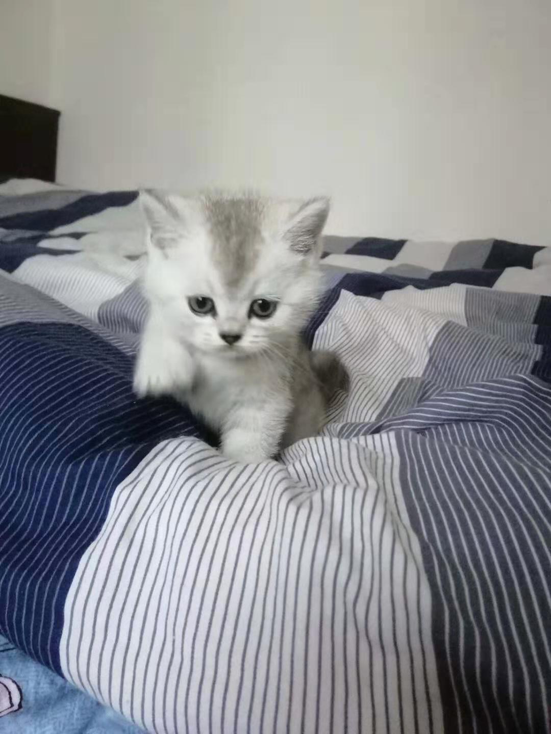 美短渐层幼猫出售