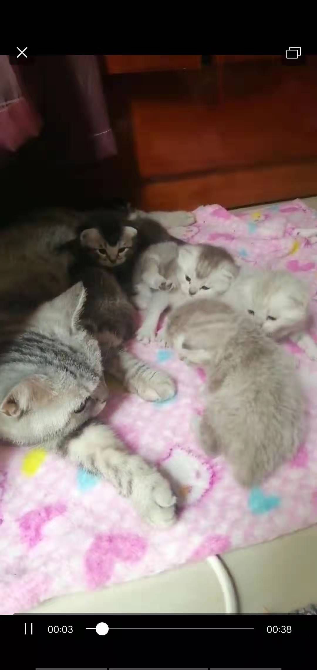 美短渐层幼猫出售