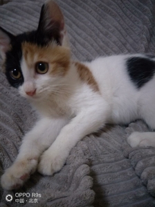 自家养的挪威森林猫200一只