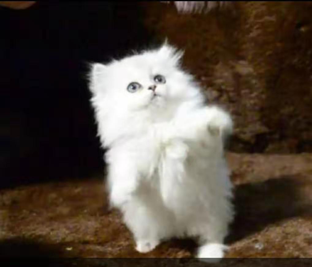 自家养的挪威森林猫200一只