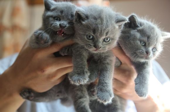 深圳哪里有出售蓝猫 深圳蓝猫一只多少钱