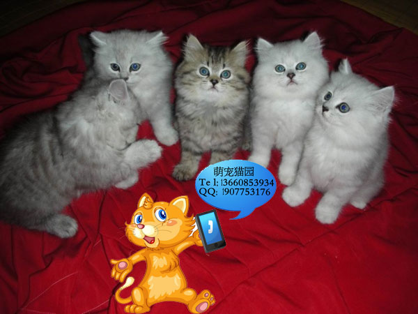 广州哪里有出售金吉拉 广州金吉拉一只多少钱