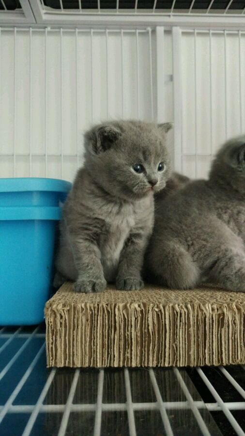 深圳哪里有出售蓝猫 深圳蓝猫一只多少钱