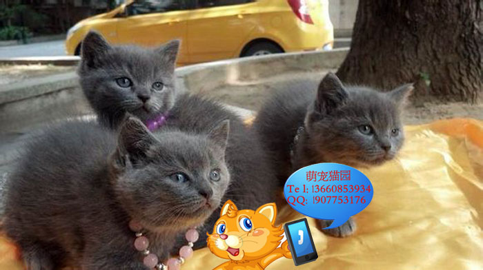 广州哪里有出售蓝猫 广州蓝猫一只多少钱