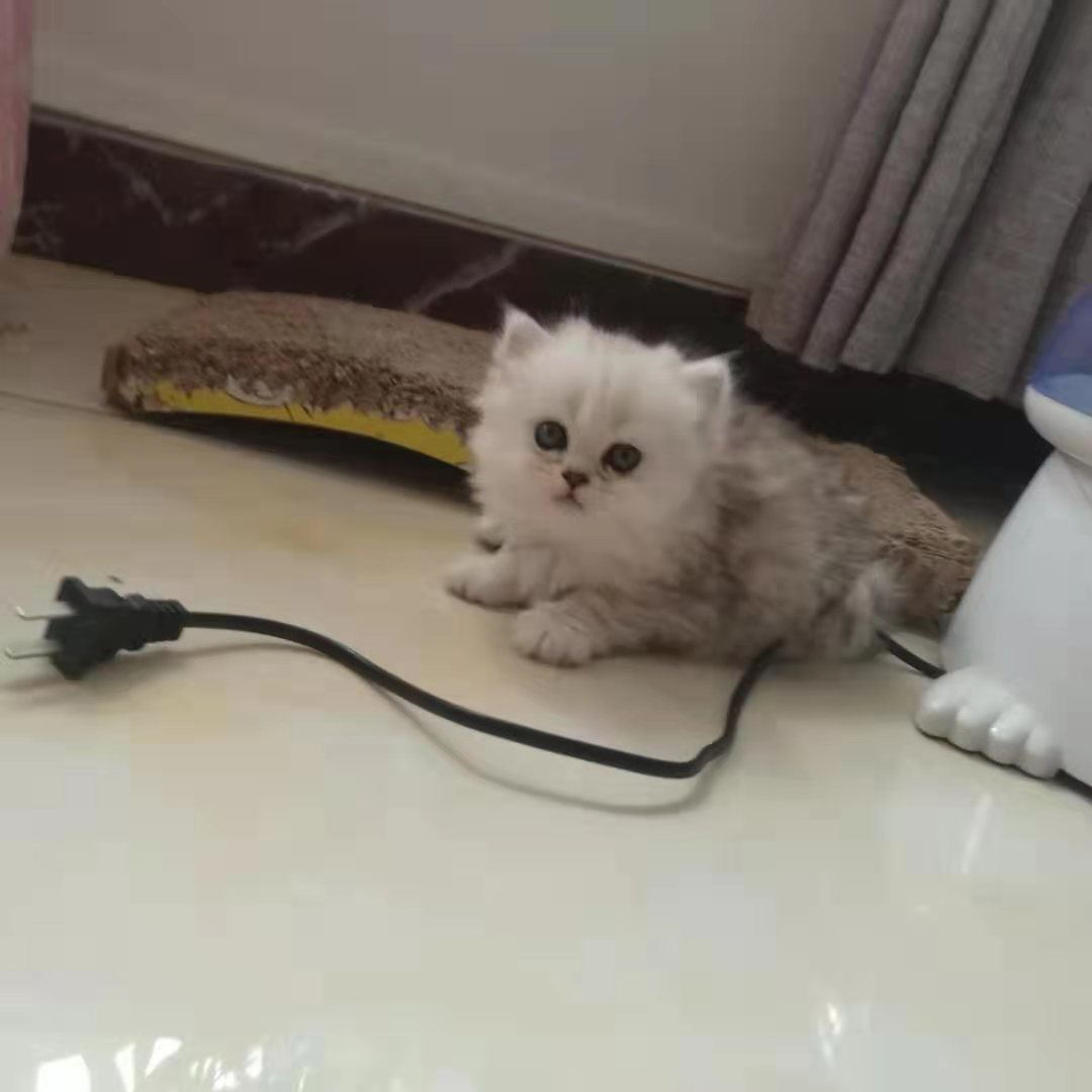 英短银渐层找主人