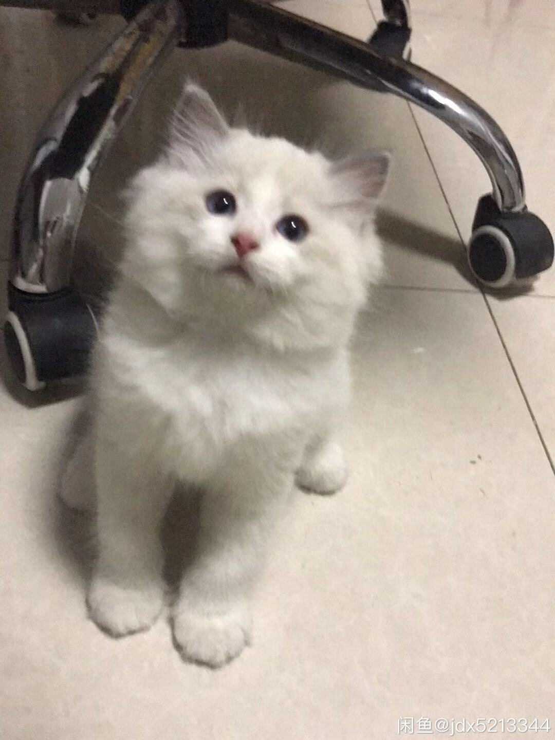 自家布偶出售 胖虎无藓