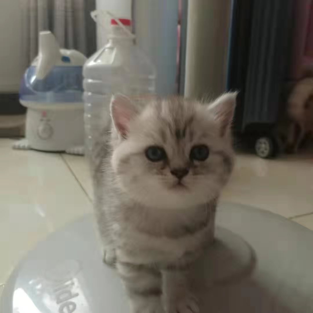 英短银渐层找主人