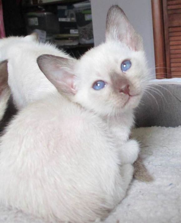 广州哪里有出售暹罗猫 广州暹罗猫一只多少钱