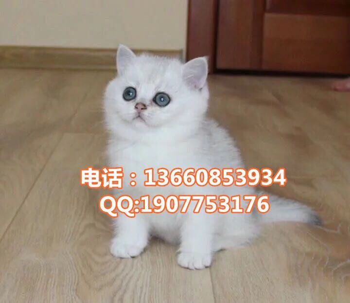 广州哪里有出售银渐层 广州银渐层一只多少钱