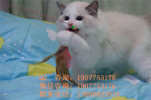 广州哪里有宠物寄养 广州宠物寄养的价格