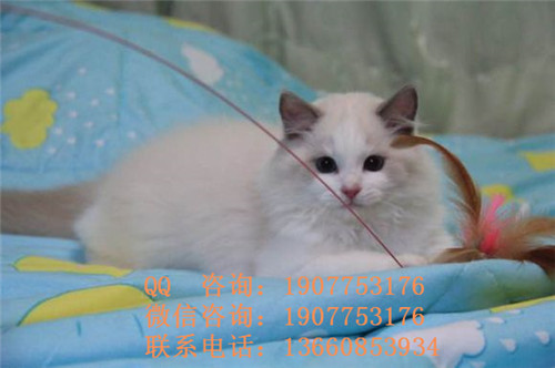 广州哪里有宠物寄养 广州宠物寄养的价格