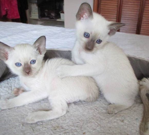 广州哪里有出售暹罗猫 广州暹罗猫一只多少钱