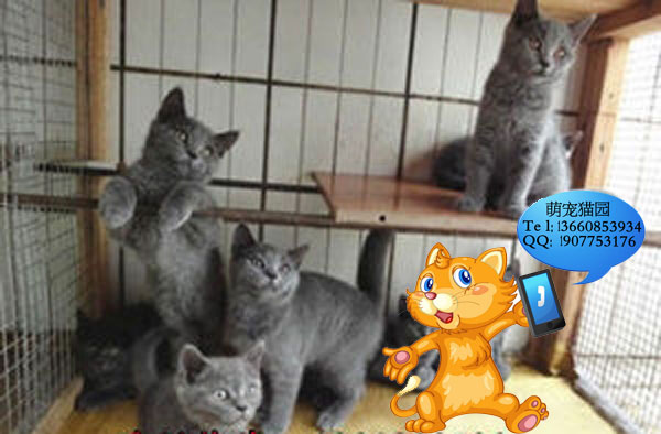 深圳哪里有出售蓝猫 深圳蓝猫一只多少钱