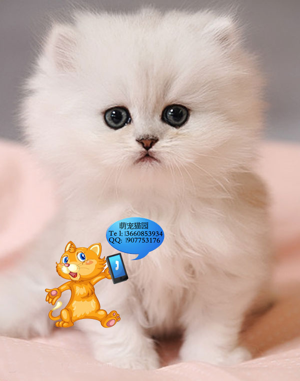 广州哪里有出售金吉拉 广州金吉拉一只多少钱