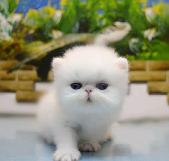 北京宠物猫舍出售纯种加菲猫 买猫卖猫哪里有