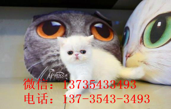 广州宠物猫舍出售纯种加菲猫 买猫卖猫哪里有猫领养