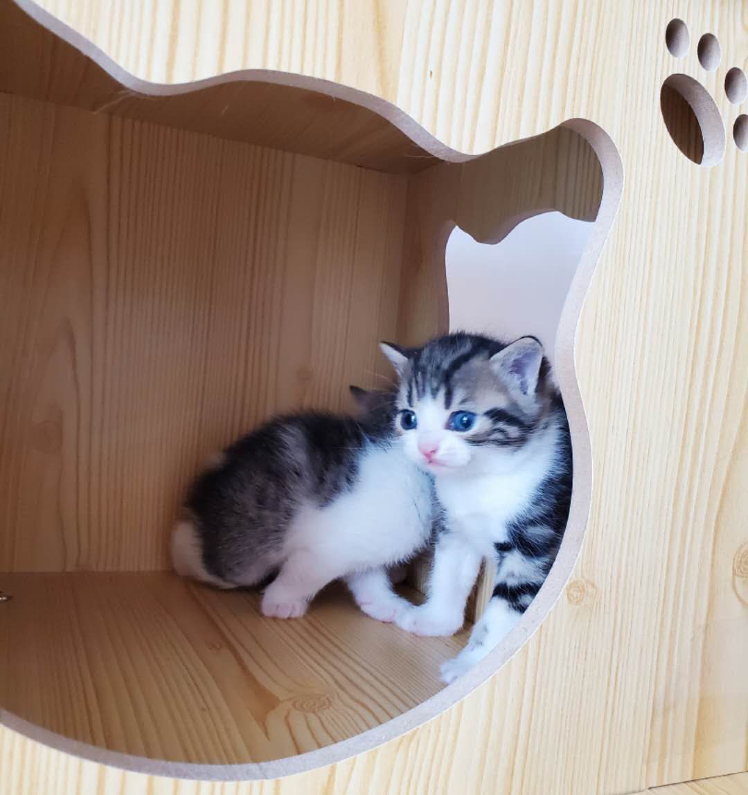 美短标斑加白，标斑，加白