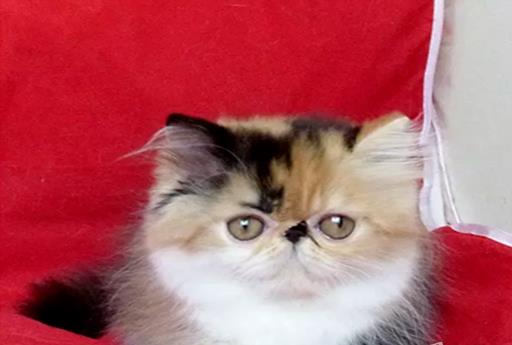 上海宠物猫舍出售纯种加菲猫 买猫卖猫哪里有