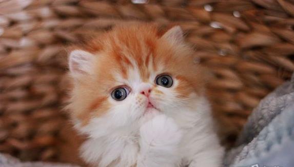 深圳宠物猫舍出售纯种加菲猫 买猫卖猫哪里有