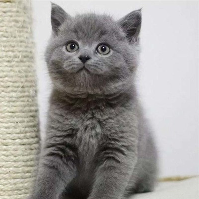 广州出售蓝猫广州哪里有卖蓝猫 广州英短蓝猫价格