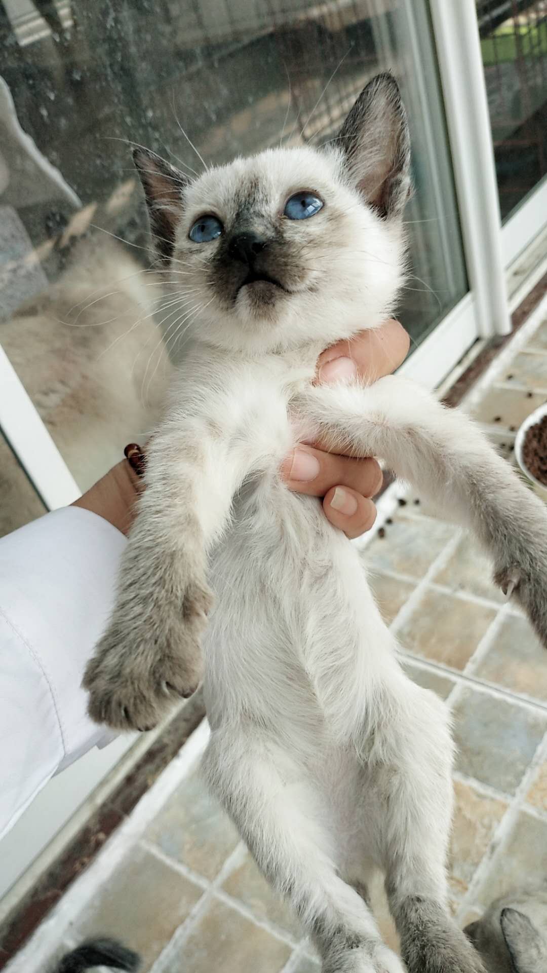 海豹重点暹罗猫，红海豹玳瑁暹罗猫，600一只