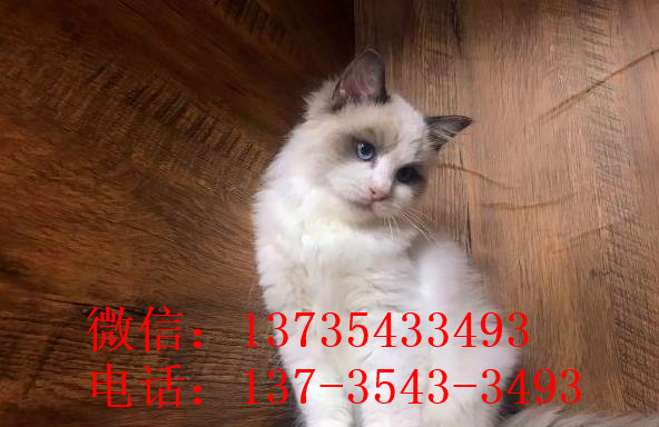 北京宠物猫舍出售纯种加菲猫 买猫卖猫哪里有猫领养