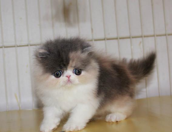 广州宠物猫舍出售纯种加菲猫 买猫卖猫哪里有