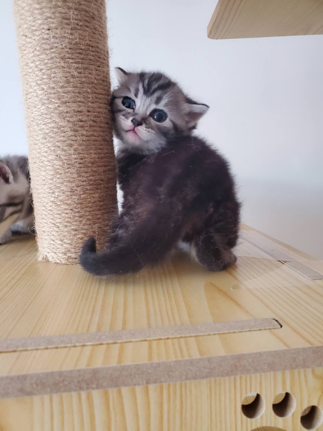 美短标斑加白，标斑，加白