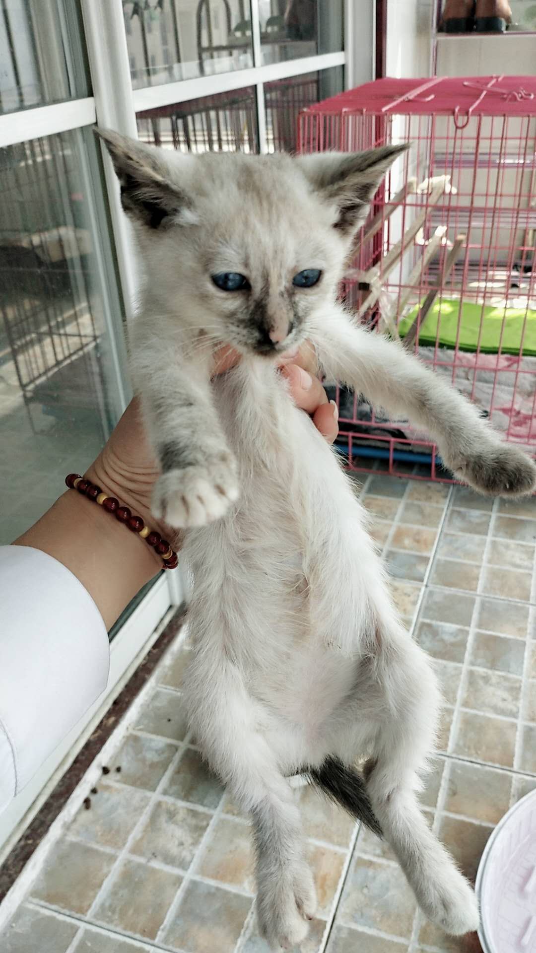 海豹重点暹罗猫，红海豹玳瑁暹罗猫，600一只