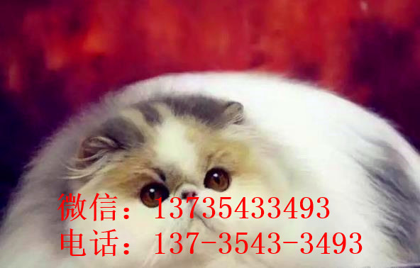 上海宠物猫舍出售纯种加菲猫 买猫卖猫哪里有猫领养