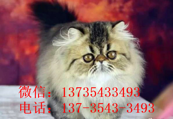 上海宠物猫舍出售纯种加菲猫 买猫卖猫哪里有猫领养