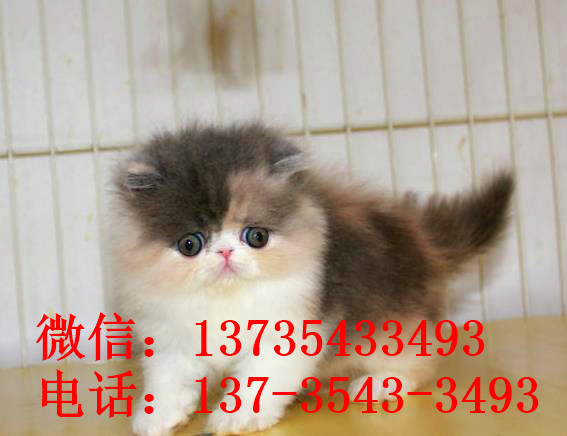 广州宠物猫舍出售纯种加菲猫 买猫卖猫哪里有猫领养