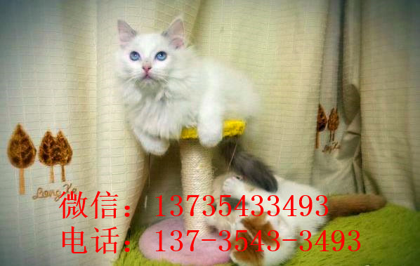 北京宠物猫舍出售纯种加菲猫 买猫卖猫哪里有猫领养