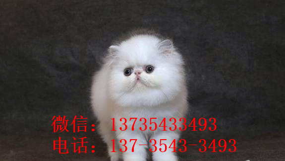 广州宠物猫舍出售纯种加菲猫 买猫卖猫哪里有猫领养