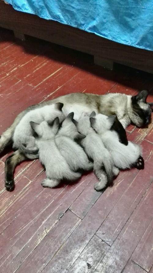 淄博猫舍非外地邮寄，保健康支持检测