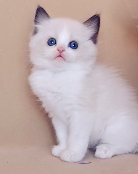 宠物猫布偶猫双色可爱