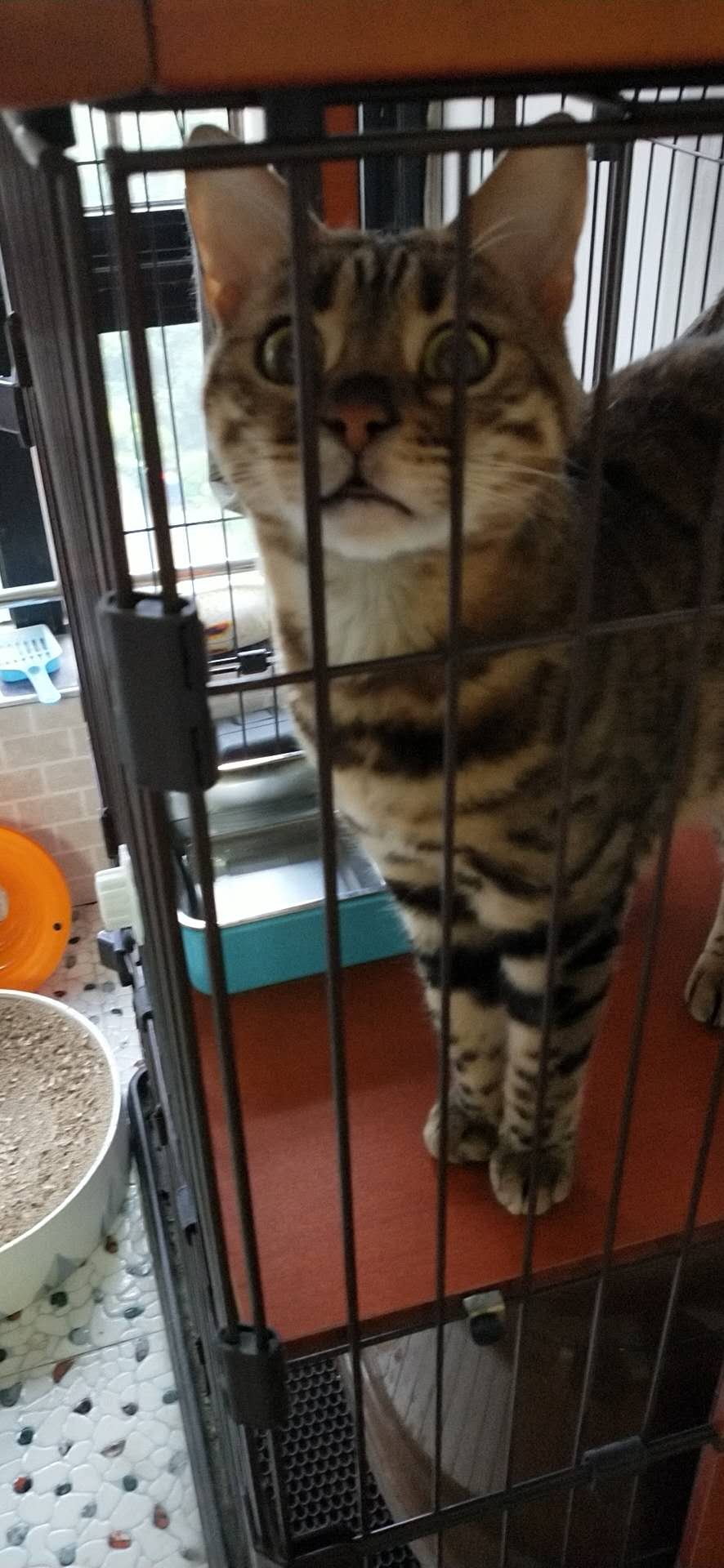 因房子装修出售豹猫