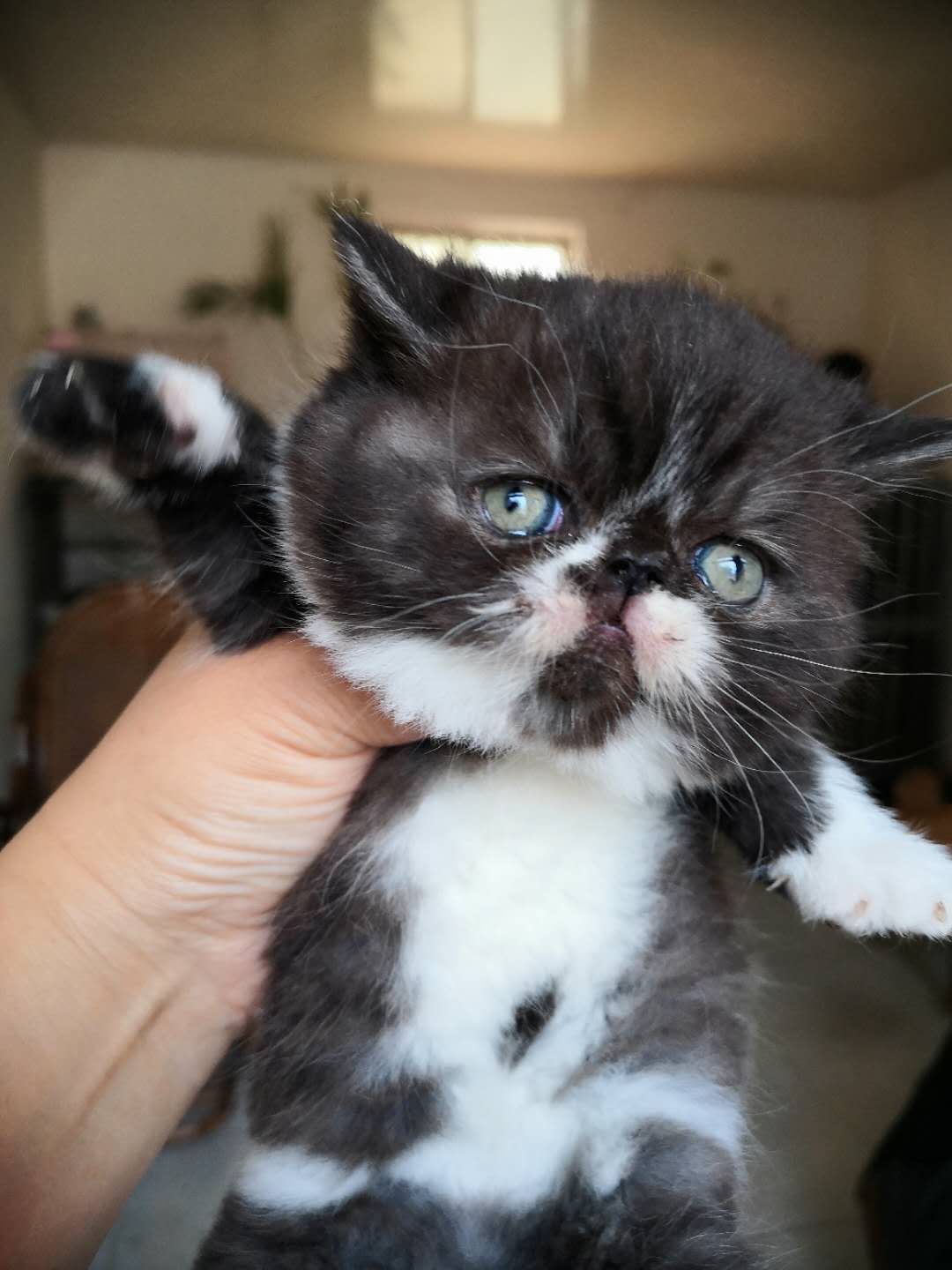 出售纯种加菲猫异国短毛猫两个月大公母都有