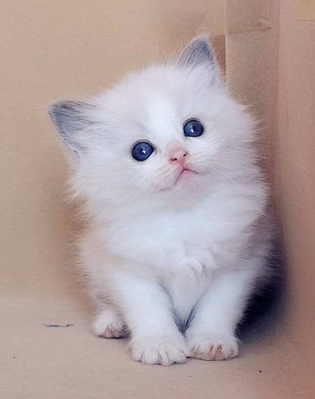 宠物猫布偶猫双色可爱