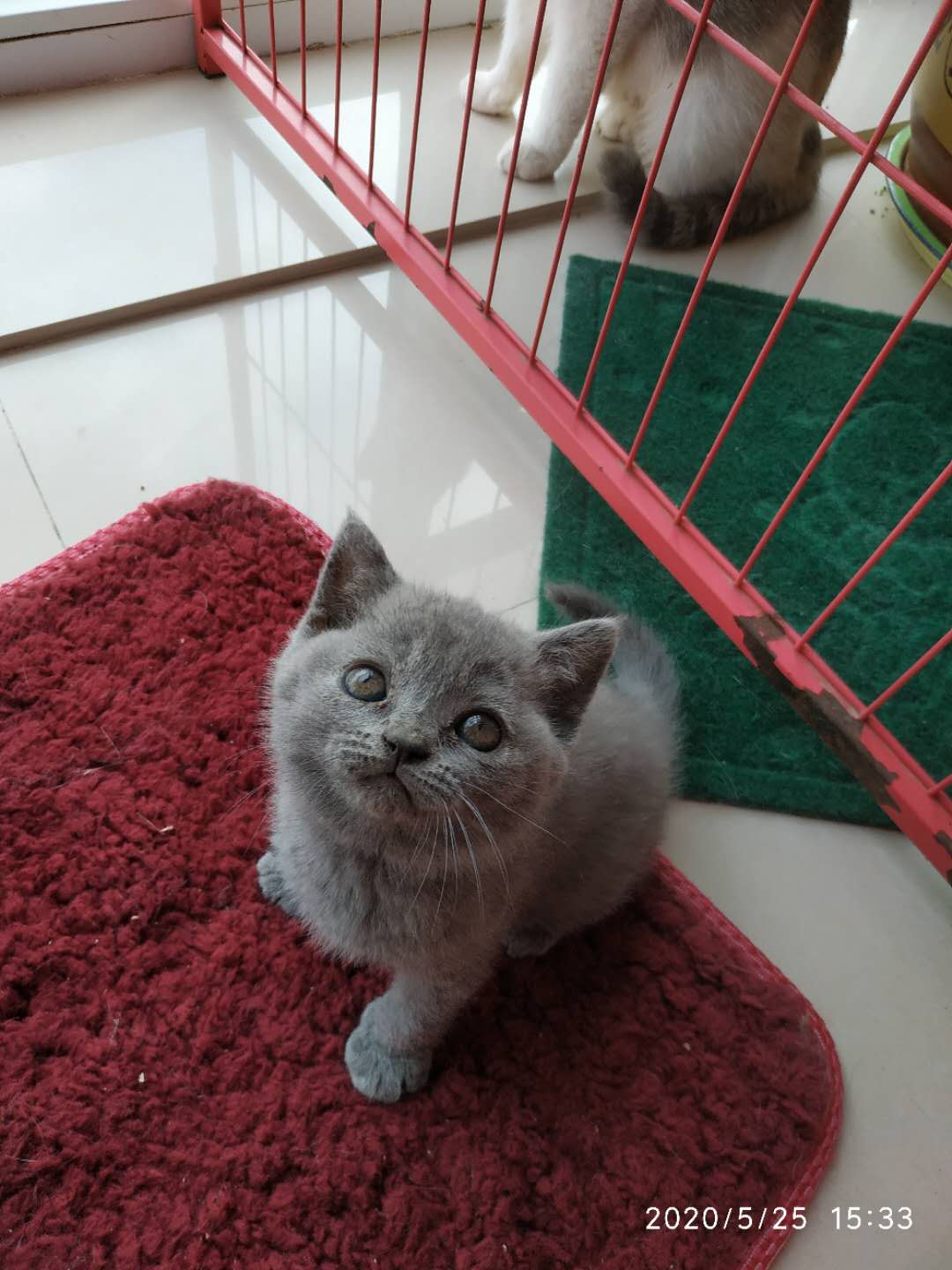 英短蓝猫蓝白领养出售