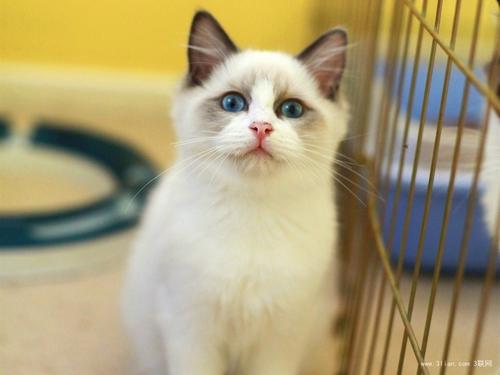 深圳哪里有卖布偶猫,哪种布偶猫大概多少钱,