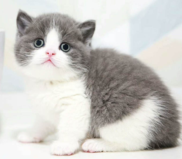 东莞哪里有猫舍 东莞哪里有卖纯正蓝猫 蓝猫价格多少