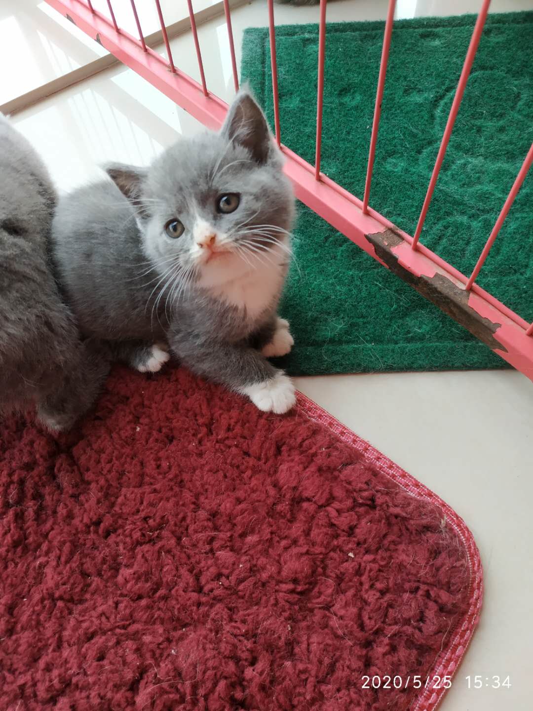 英短蓝猫蓝白领养出售