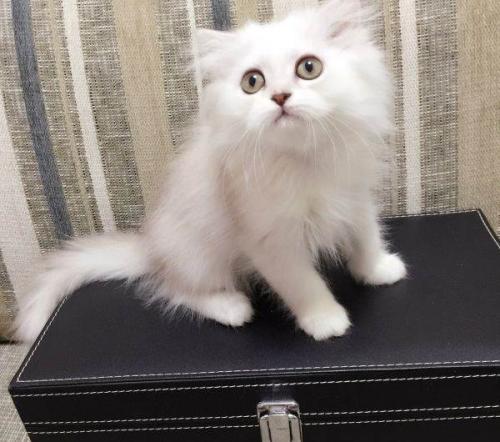 佛山哪里有卖金吉拉猫 佛山金吉拉猫一只多少钱