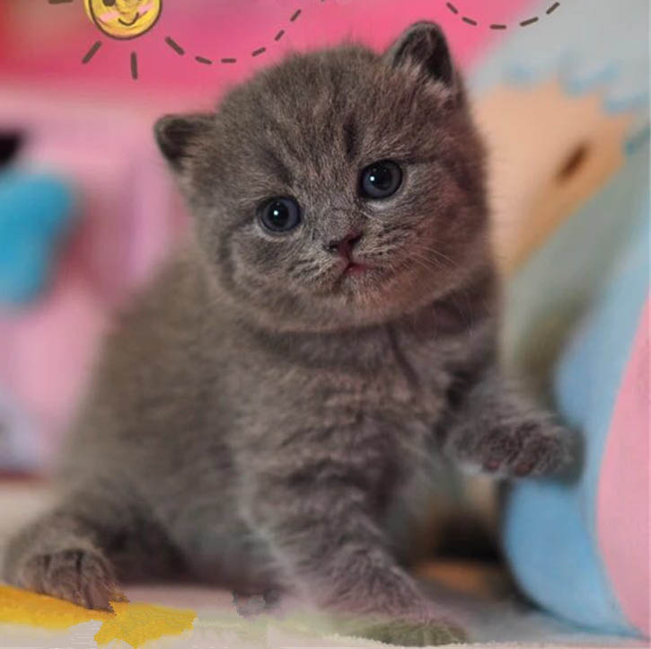 东莞哪里有猫舍 东莞哪里有卖纯正蓝猫 蓝猫价