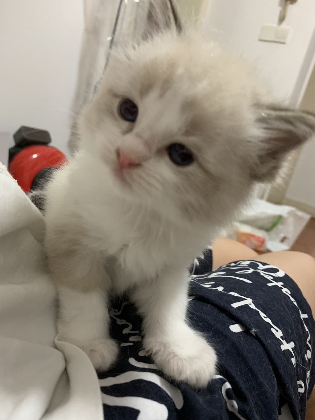 上海闵行低价山猫布偶