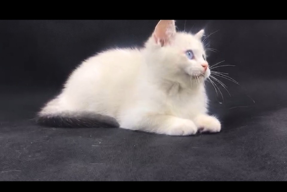 自家繁育蓝双【布偶】疫苗驱虫完